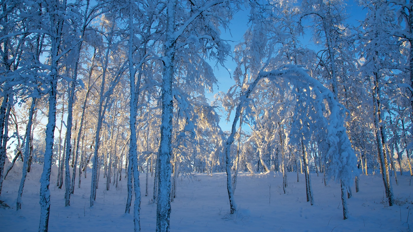 лес, зима, деревья, снег, природа, белые, голубые, синие