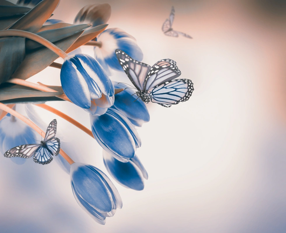 тюльпан, бабочка, цветы, бежевые, синие