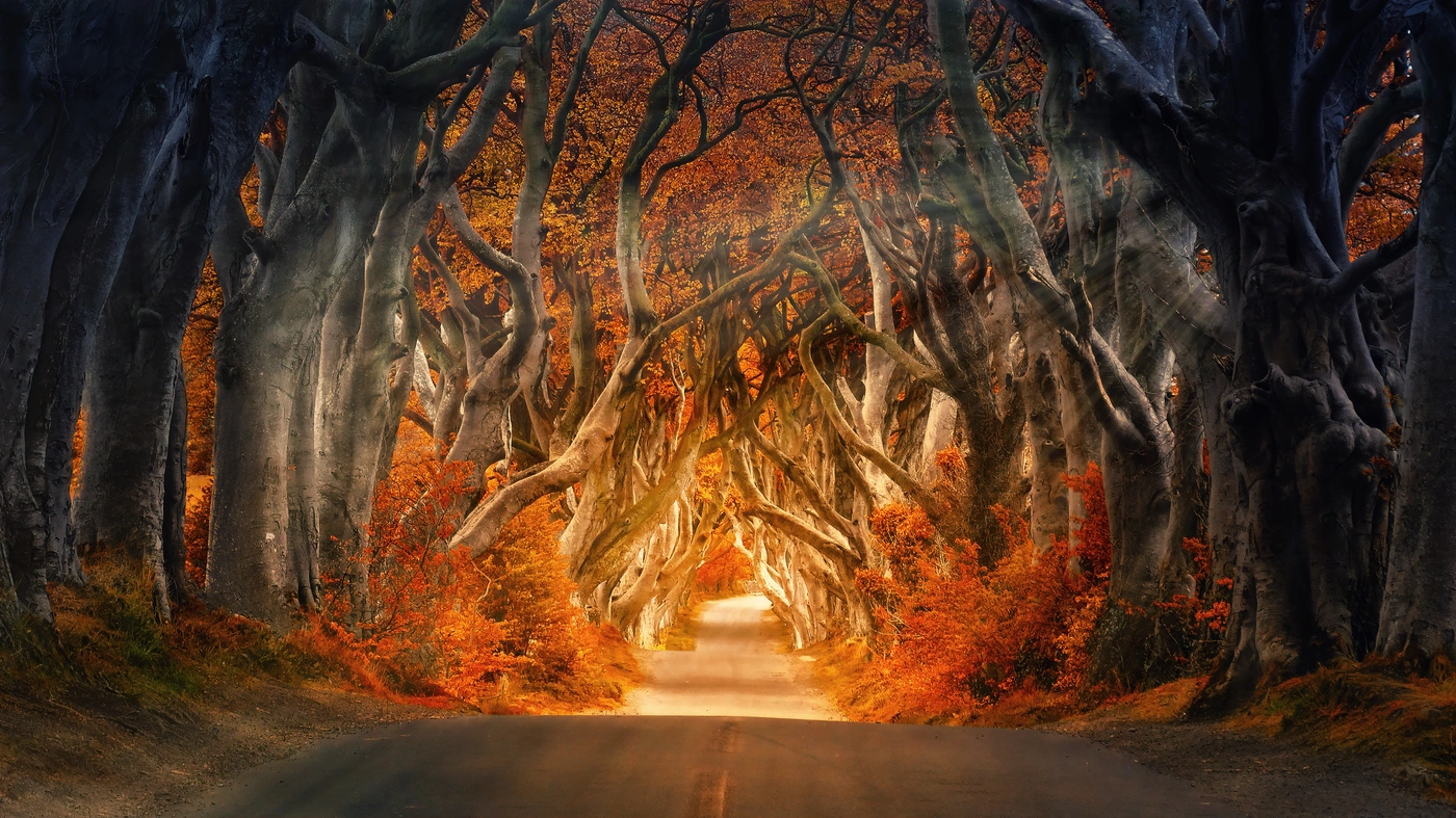 сказочный лес, перспектива, дорога, лес, дерево, деревья, серый, серые, бежевый, бежевые, коричневый, коричневые, оранжевый, оранжевые