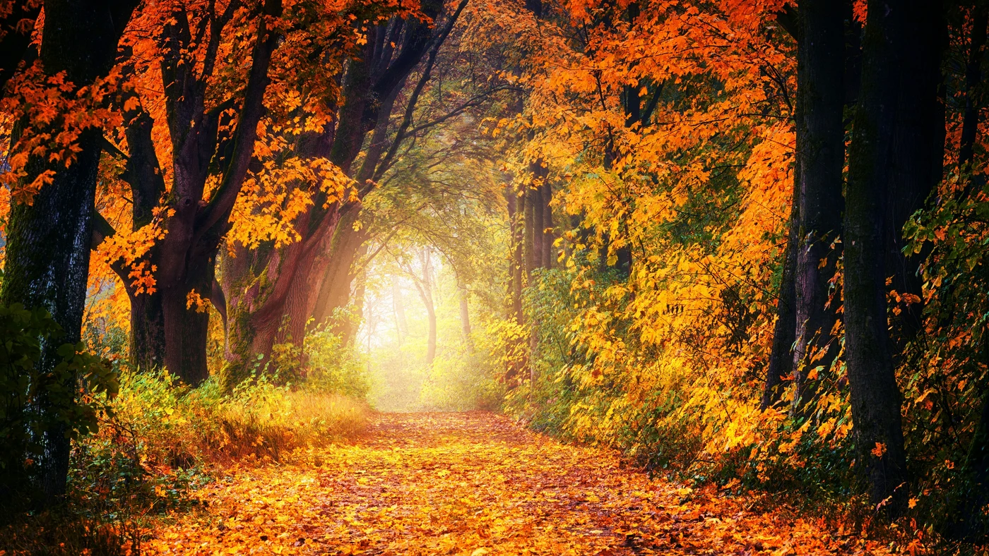 природа, лес, парк, деревья, листья, осень, клён, листва