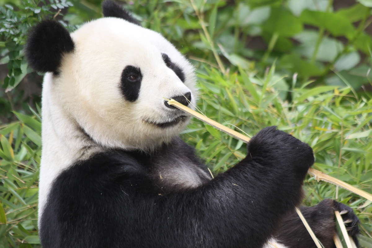 панда, бамбук, белые, черные, животные, зеленые