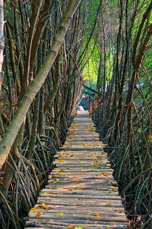 мост, деревья, ветки, палки, 