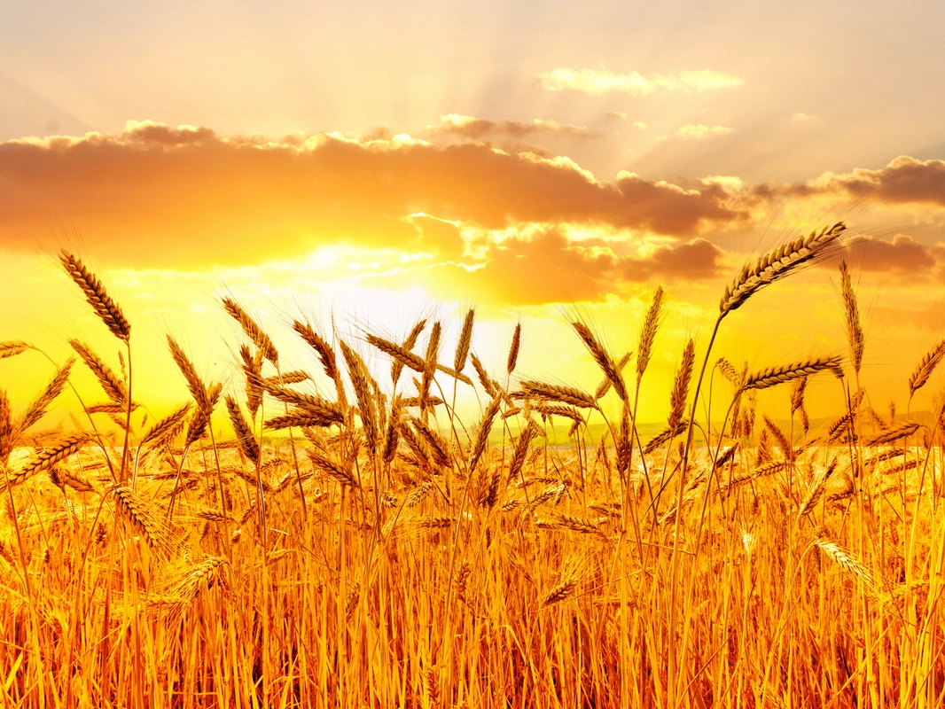 поле, пшеница, природа, растения, желтые, коричневые