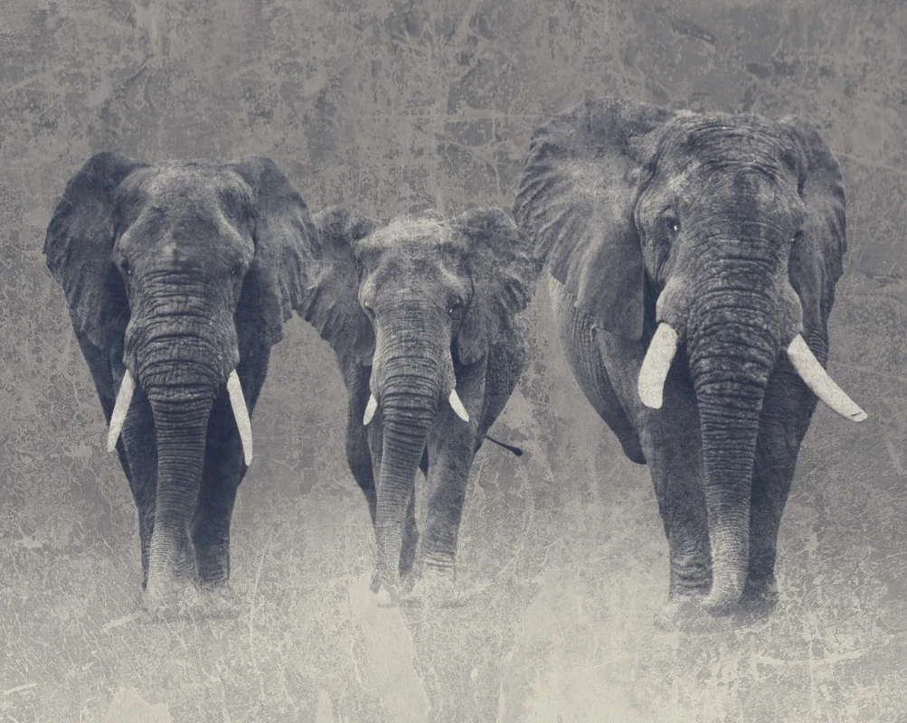 Африка, слон, слоны, животные, серый, серые