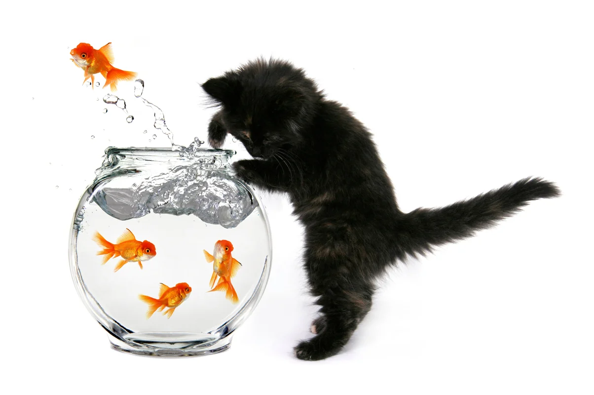аквариум, рыбки, котенок, черные, белый фон, белые, оранжевые