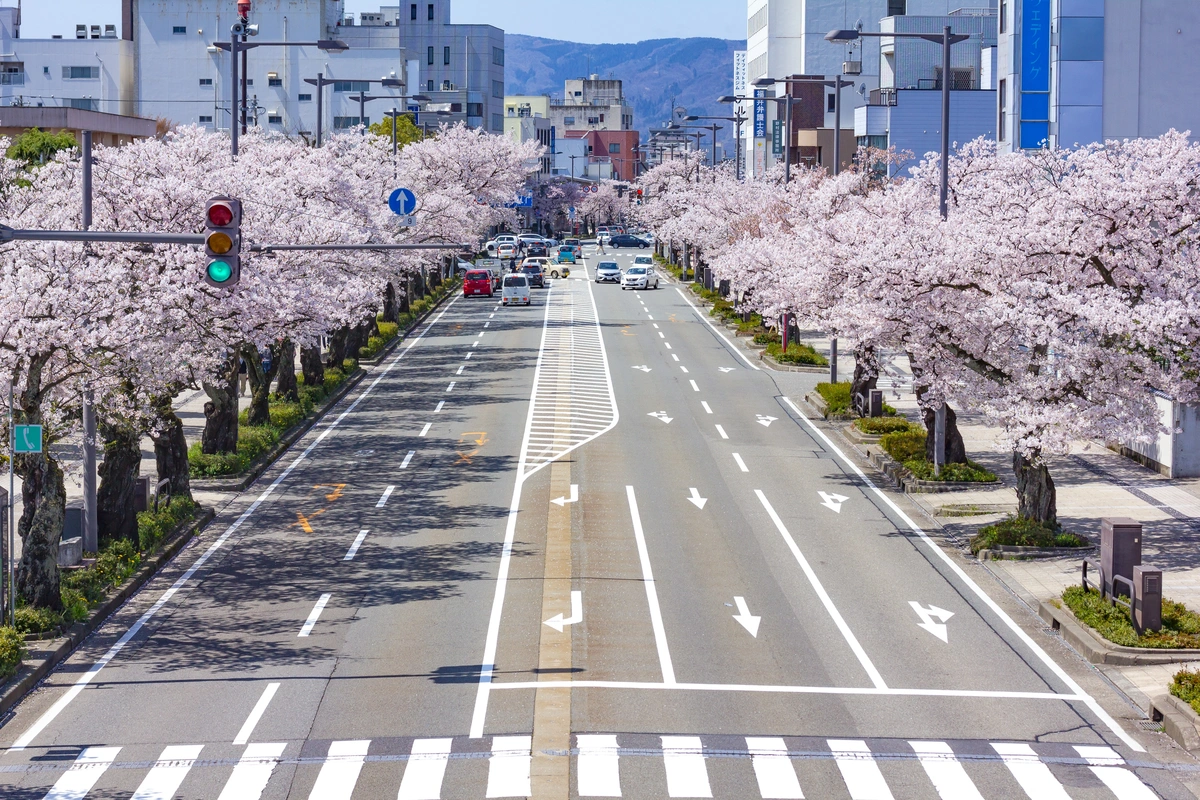 шоссе, дорога, япония, деревья, розовые, серые