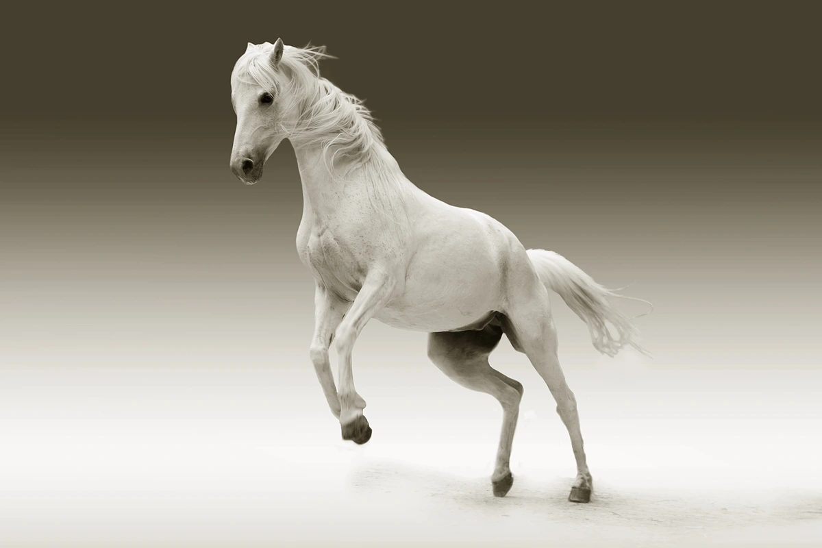 лошадь, лошади, животные, бежевый, бежевые, белый, белые