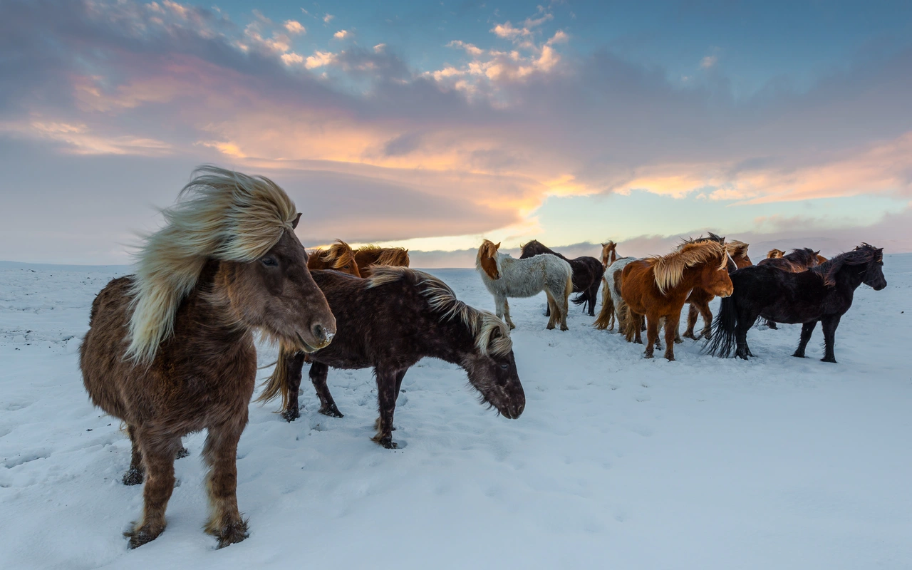 лошадки, лошади, конь, кони, животные, север, зима, снег, голубые, коричневые, оранжевые