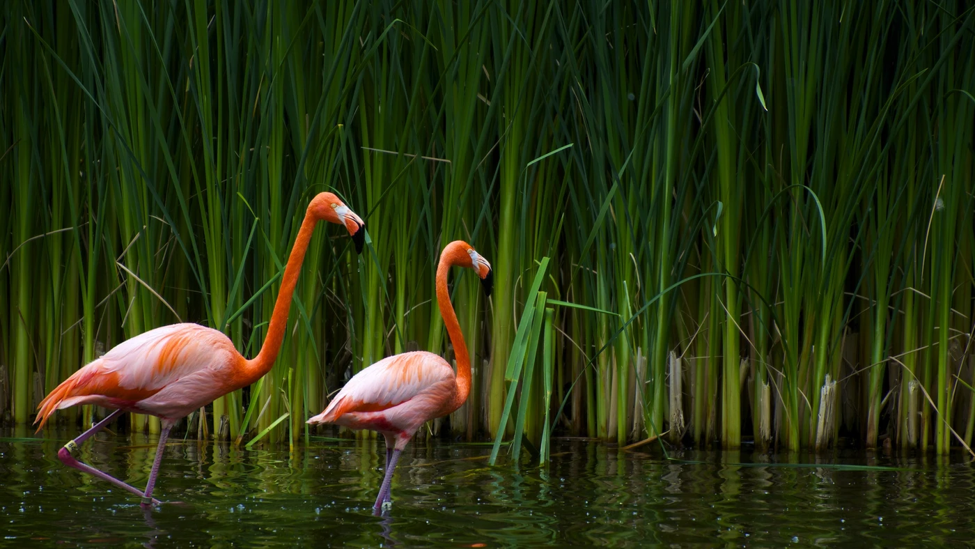 фламинго, тросник, природа, вода
