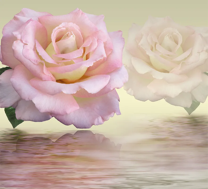3d, 3д, роза, розы, цветы, вода, белый, зеленый, розовый, листок, отражение