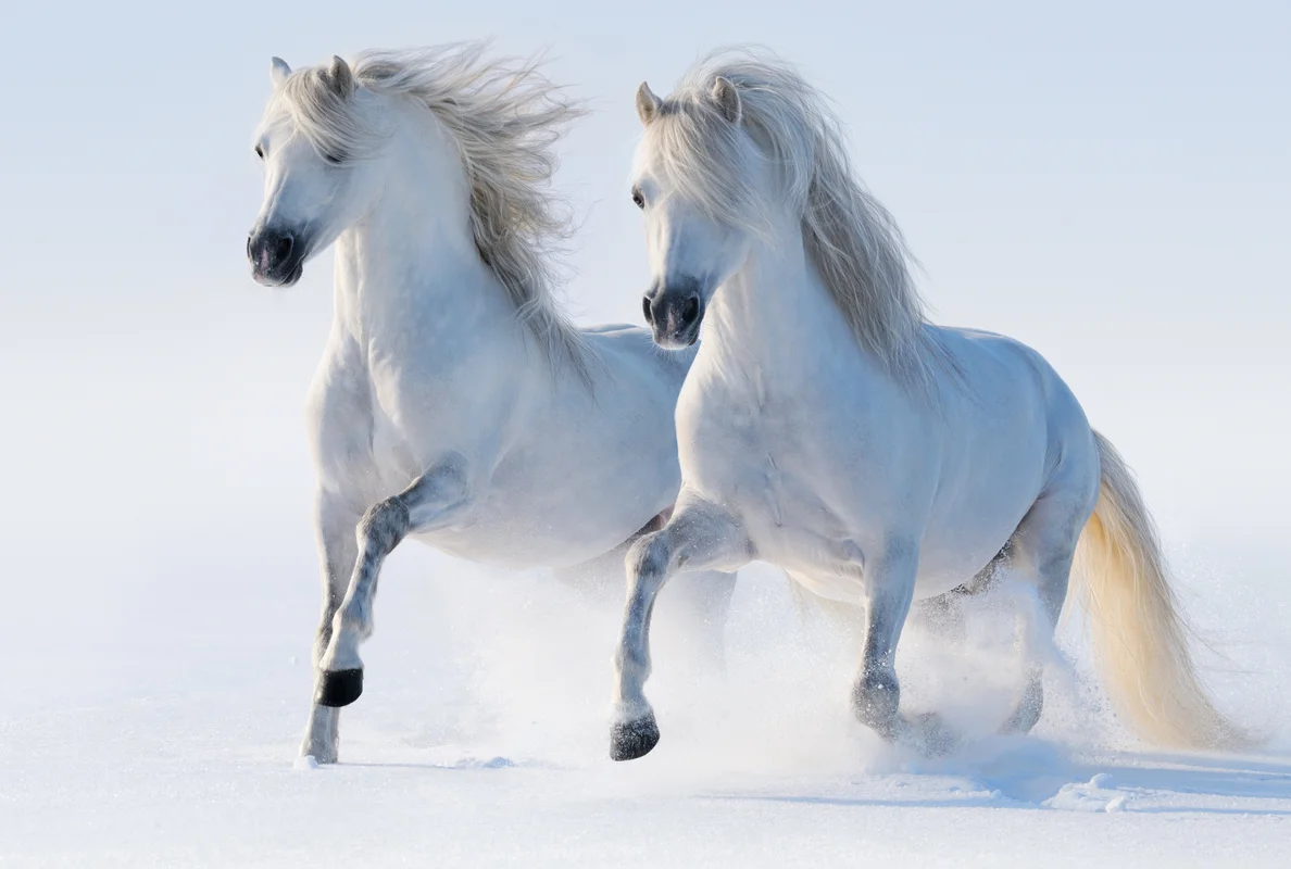 животные, кони, лошади, благородная порода, зима, снег, бег, белые