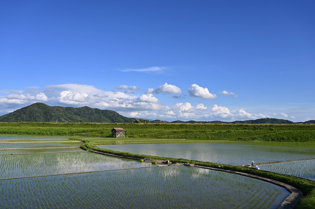 поле, япония, гора, рис, природа, синие, зеленые