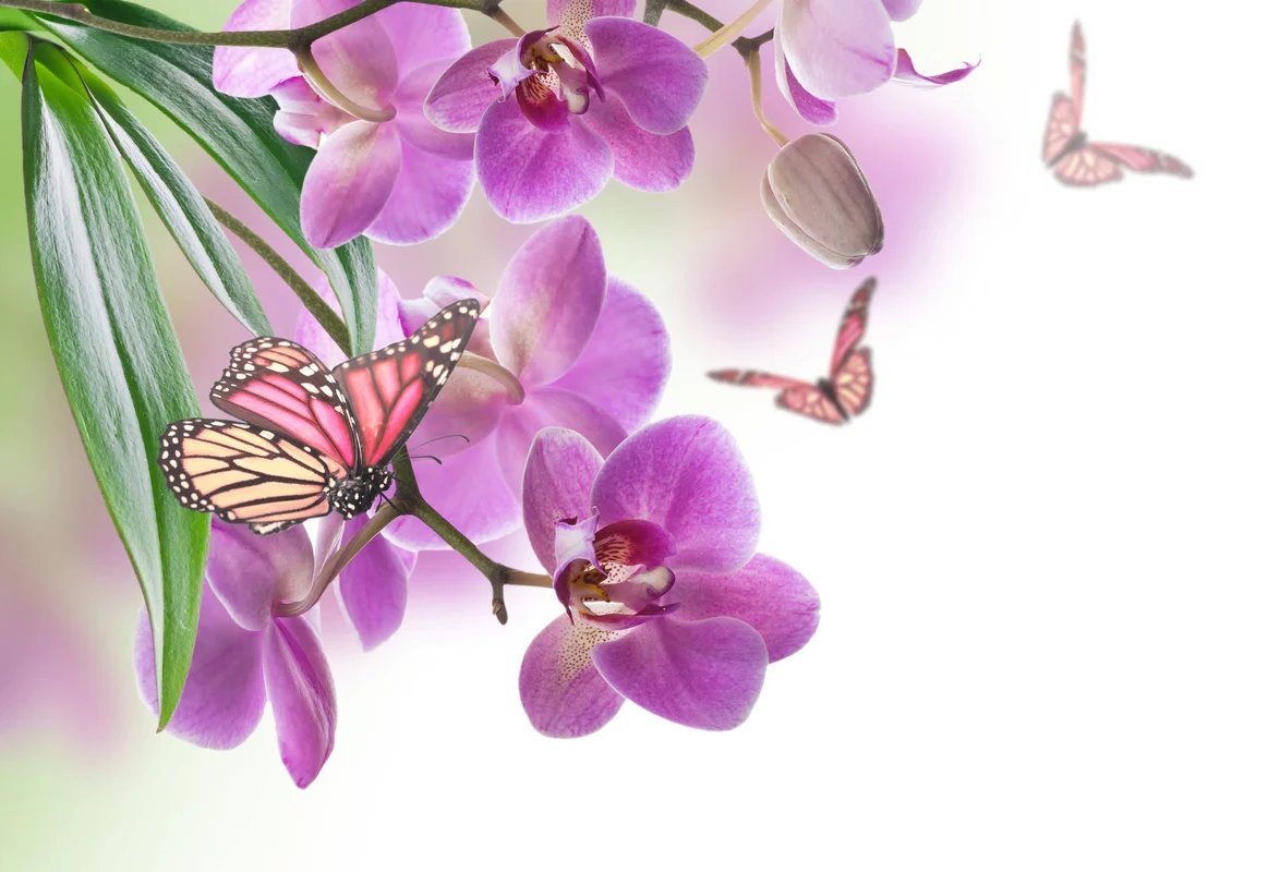 цветы, бабочки, бабочка, фиолетовые, мягкое боке