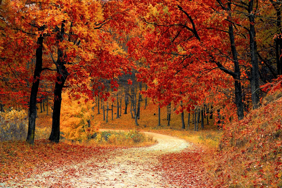 природа, пейзаж, лес, осенний лес, осень, деревья, листья, свет, золотой, оранжевый, коричневый, оранжевые, коричневые, дорога, тропинка, дорожка