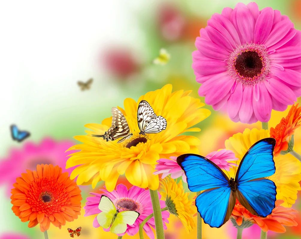 Герберы, бабочки, цветы, бабочка, боке, лето, весна, жёлтые, голубые, розовые