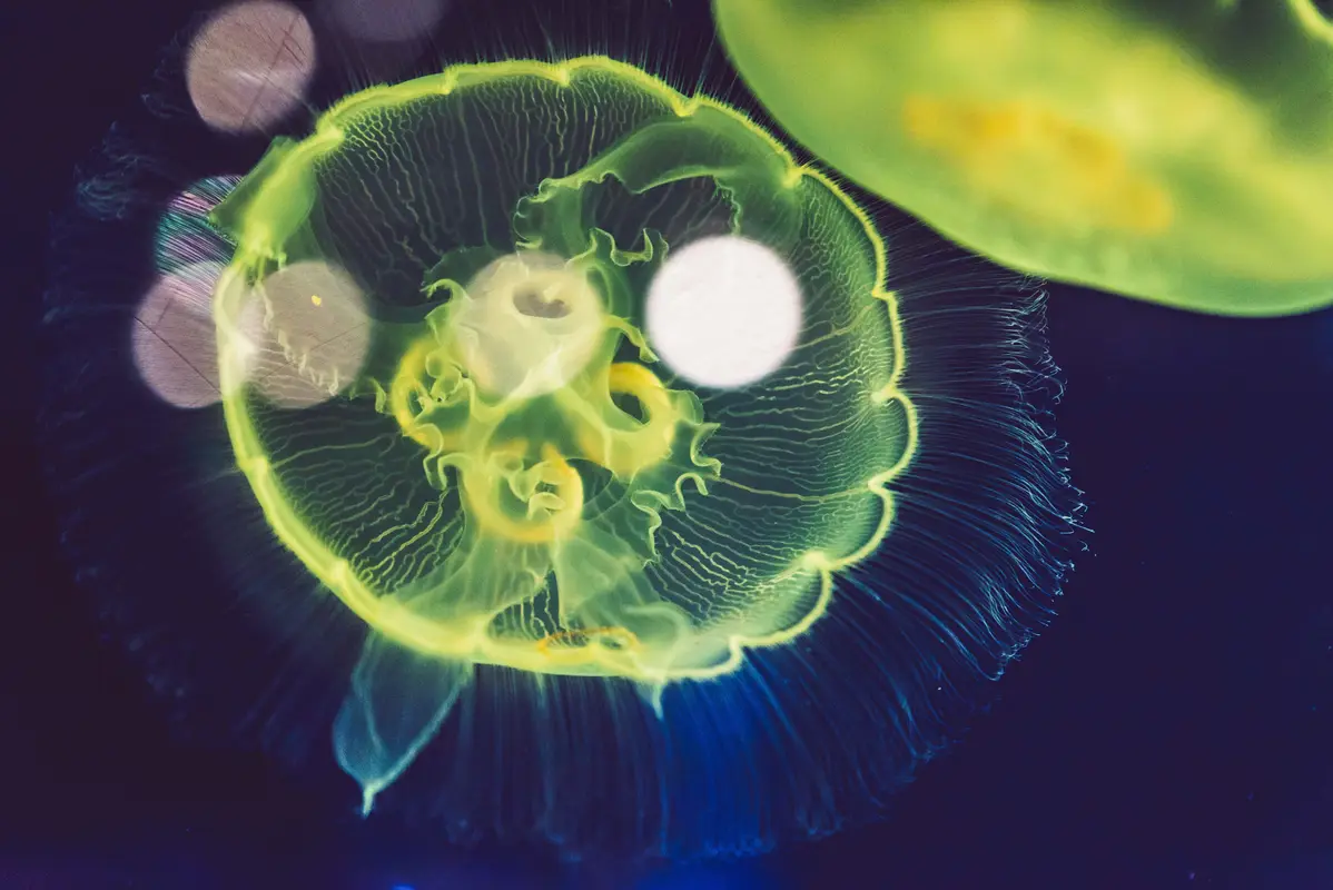 медуза, медузы, подводный мир, подводное царство, абстракция, синие, желтые