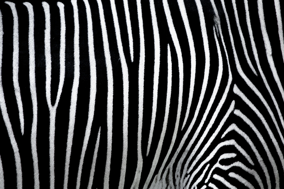 абстракция, абстрактные, графика, линии, узор, зебра, животные, текстура, фактура, имитация, белые, черные, черно-белые