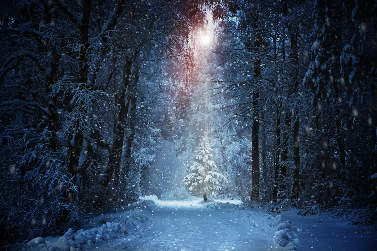 зимный лес, деревья, зима, снег, белые, синие