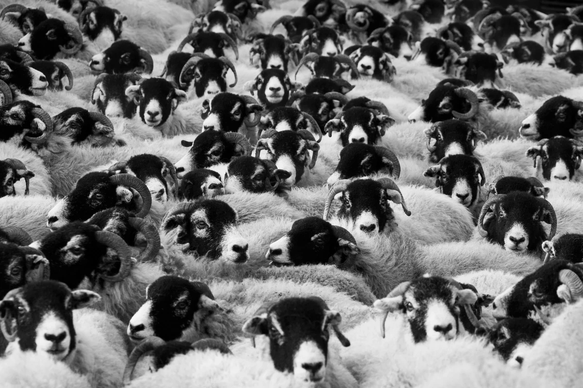стадо, баран, бараны, звери, животные, черно-белые, черные, белые, серые