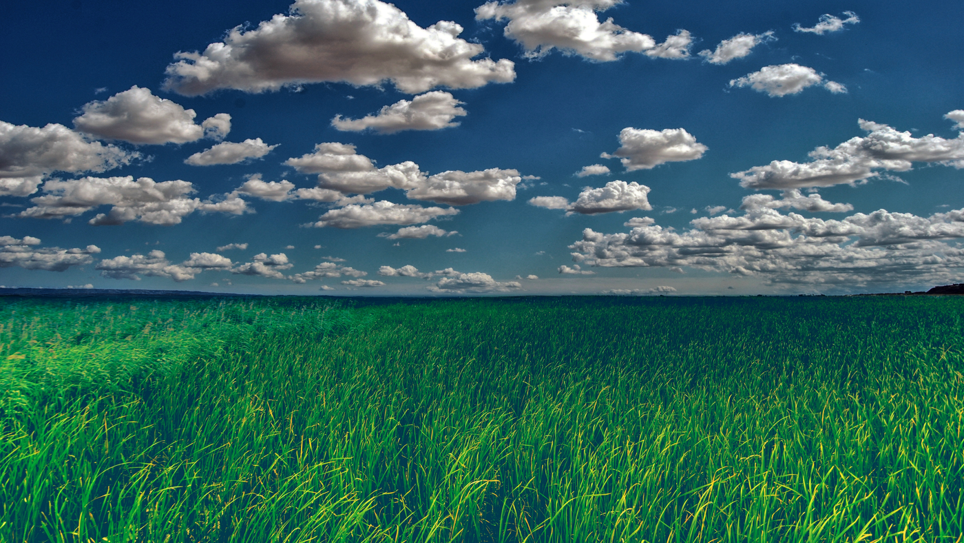 небо, облака, горизонт, трава, поле, ветер, урожай, лето, голубые, белые, зелёные