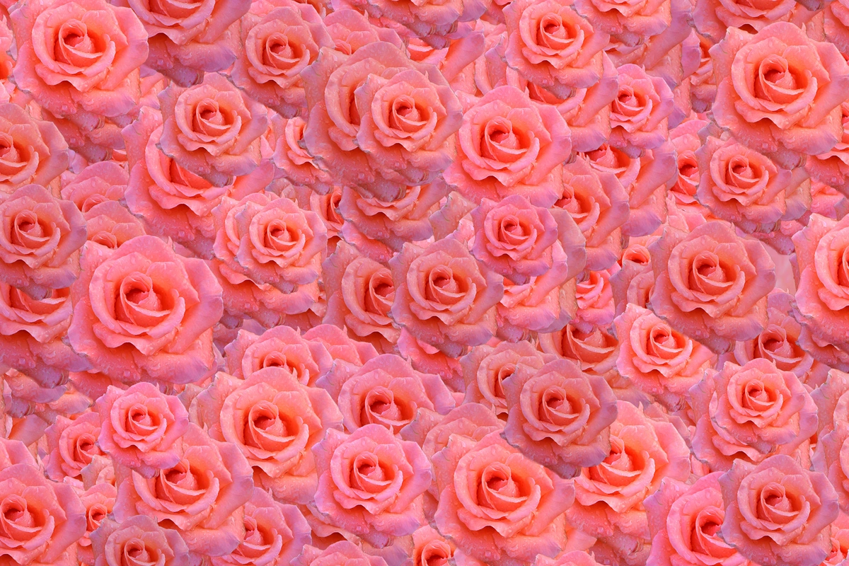 цветы, розы, розовый, розовые