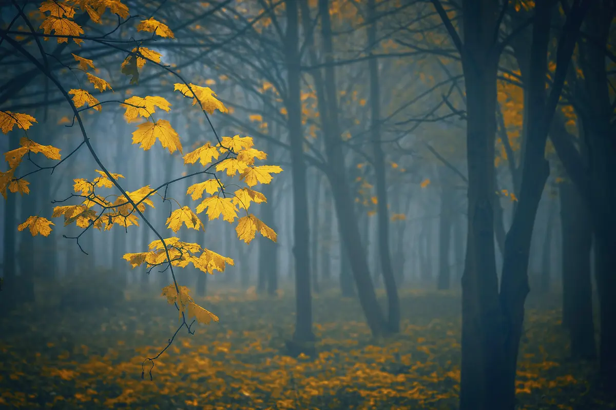 лес, осень, деревья, листья, ветки, кусты, жёлтые, серые, чёрные, коричневые