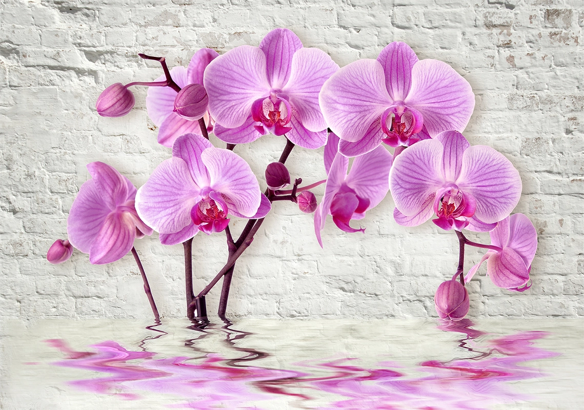 цветы, орхидеи, каменая стена, вода, отражение, рябь, серые, фиолетовые