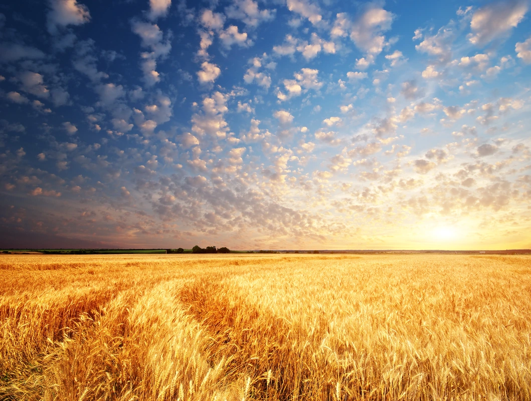 пшеница, рожь, поле, природа, рассвет, желтые, коричневые, синие