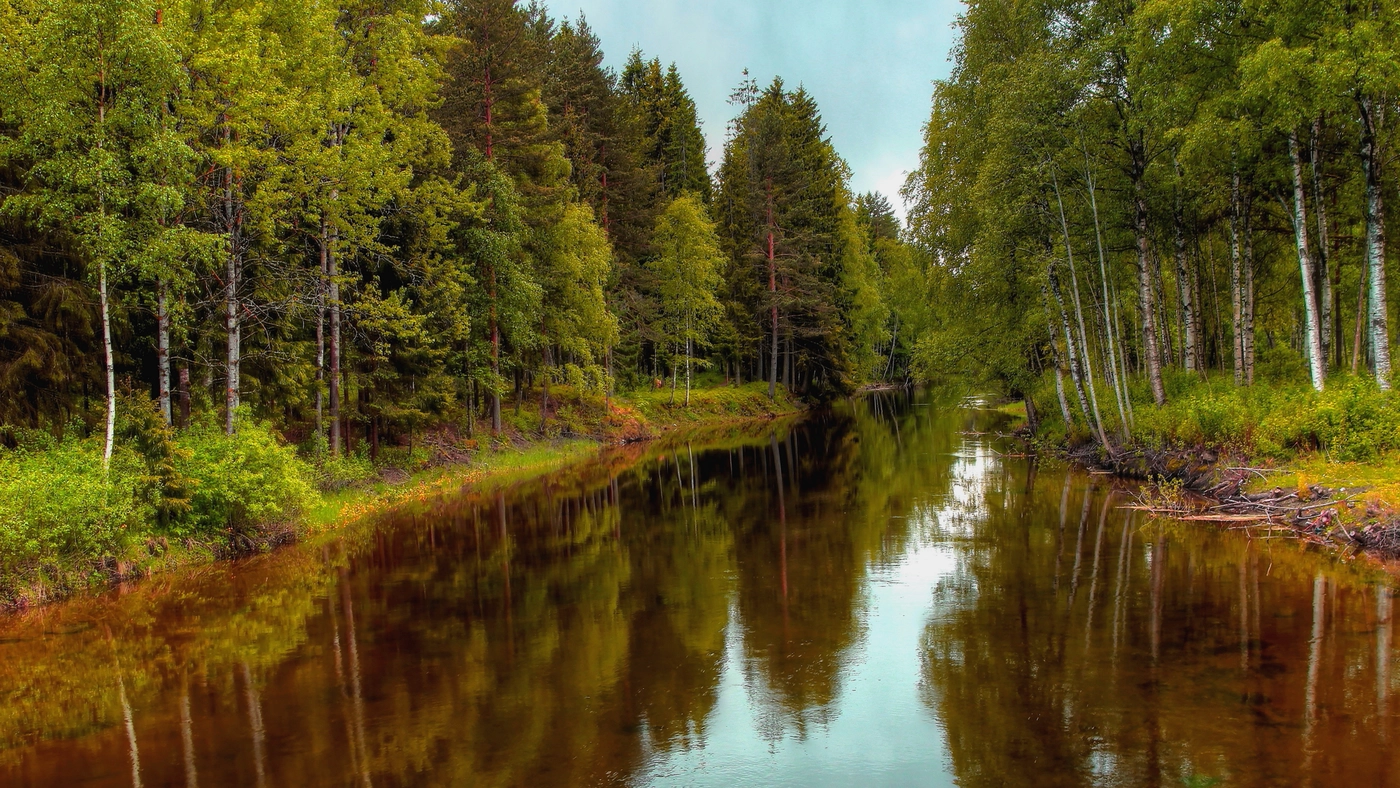 Погода лес река. Сосна Бор река. Беловежская пуща река Лесная. Пейзаж. Речка в лесу.