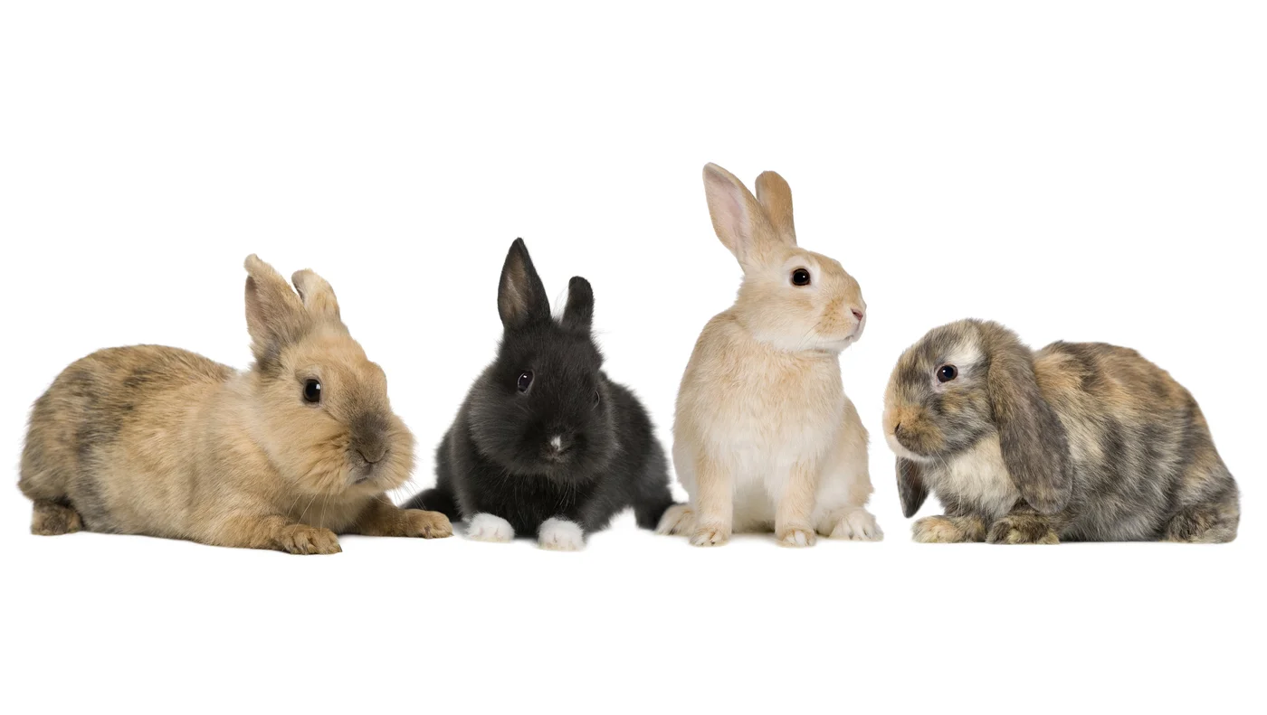 кролики, clipart, белый фон, коричневые, белые