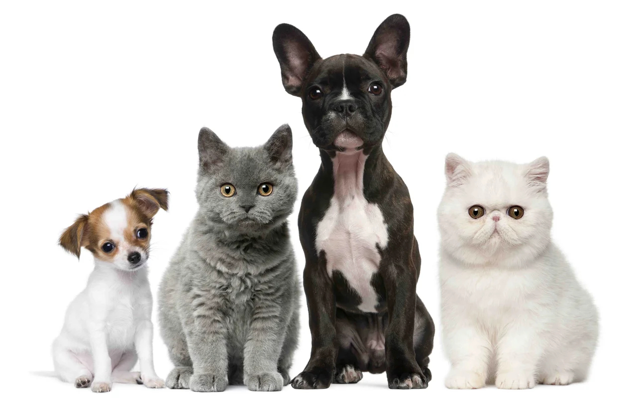 собаки, кошки, белый фон, коричневые, серые, белые