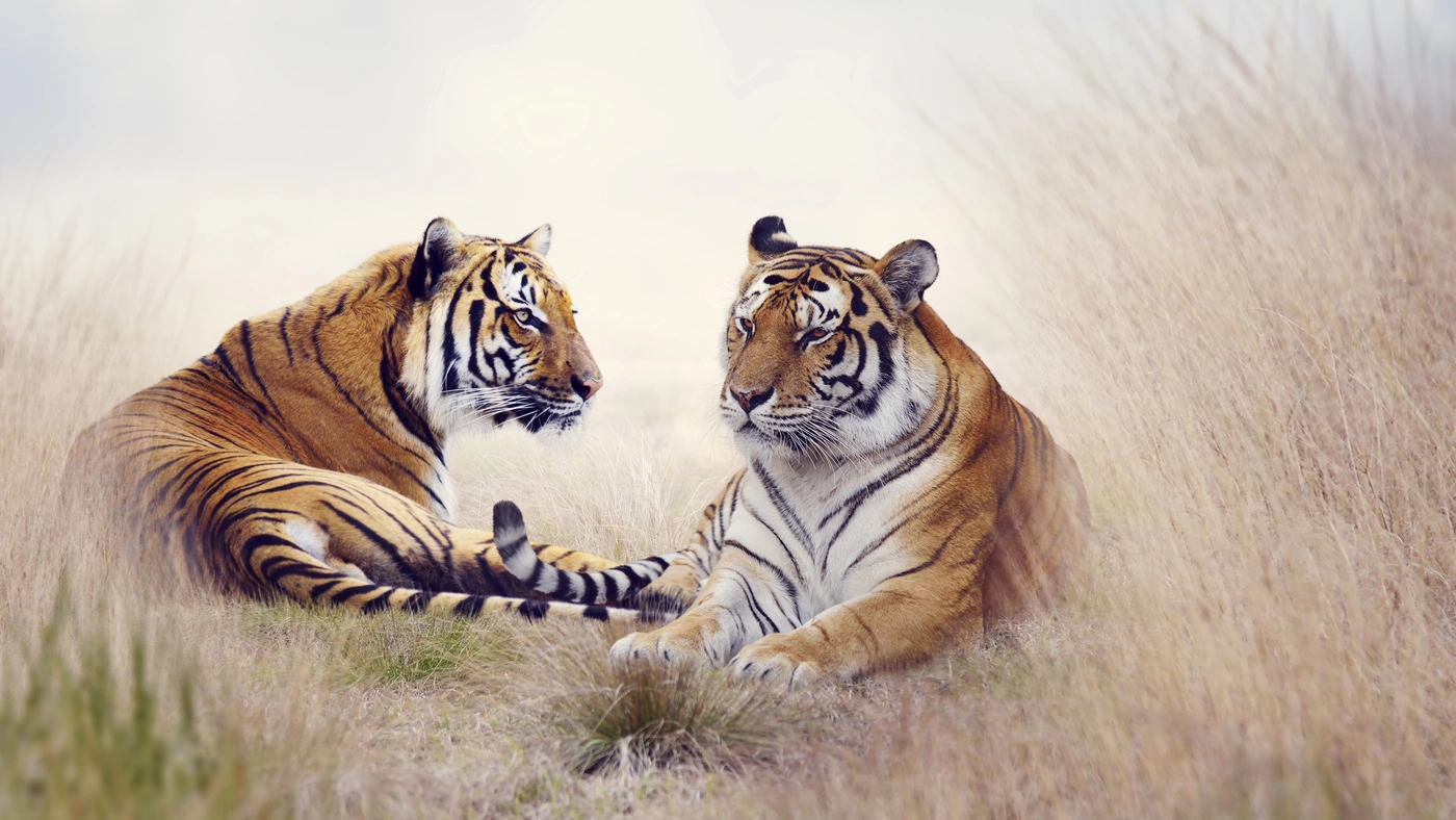 тигры, животные, природа, трава, хищники