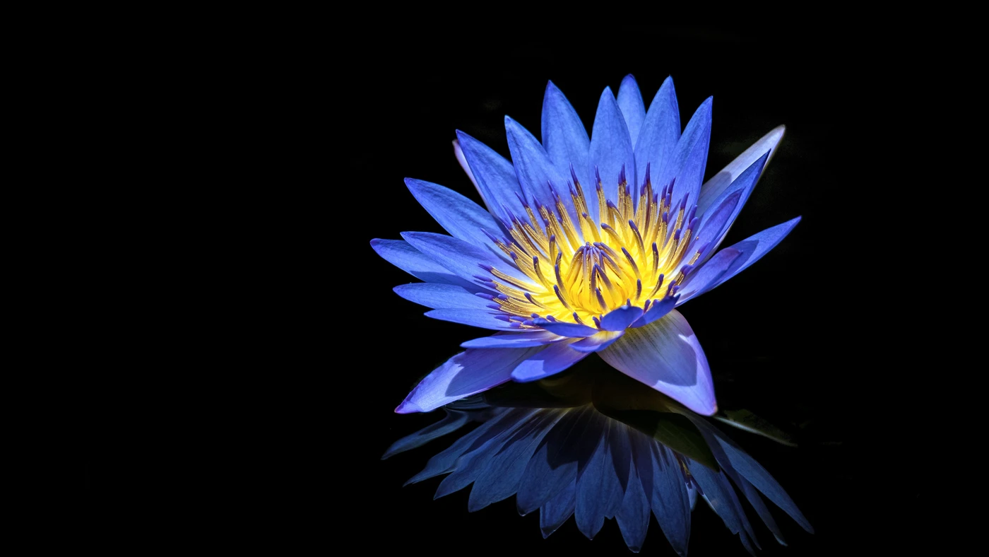 водяная лилия, чёрные, синие, голубые, желтые, цветок, отражение