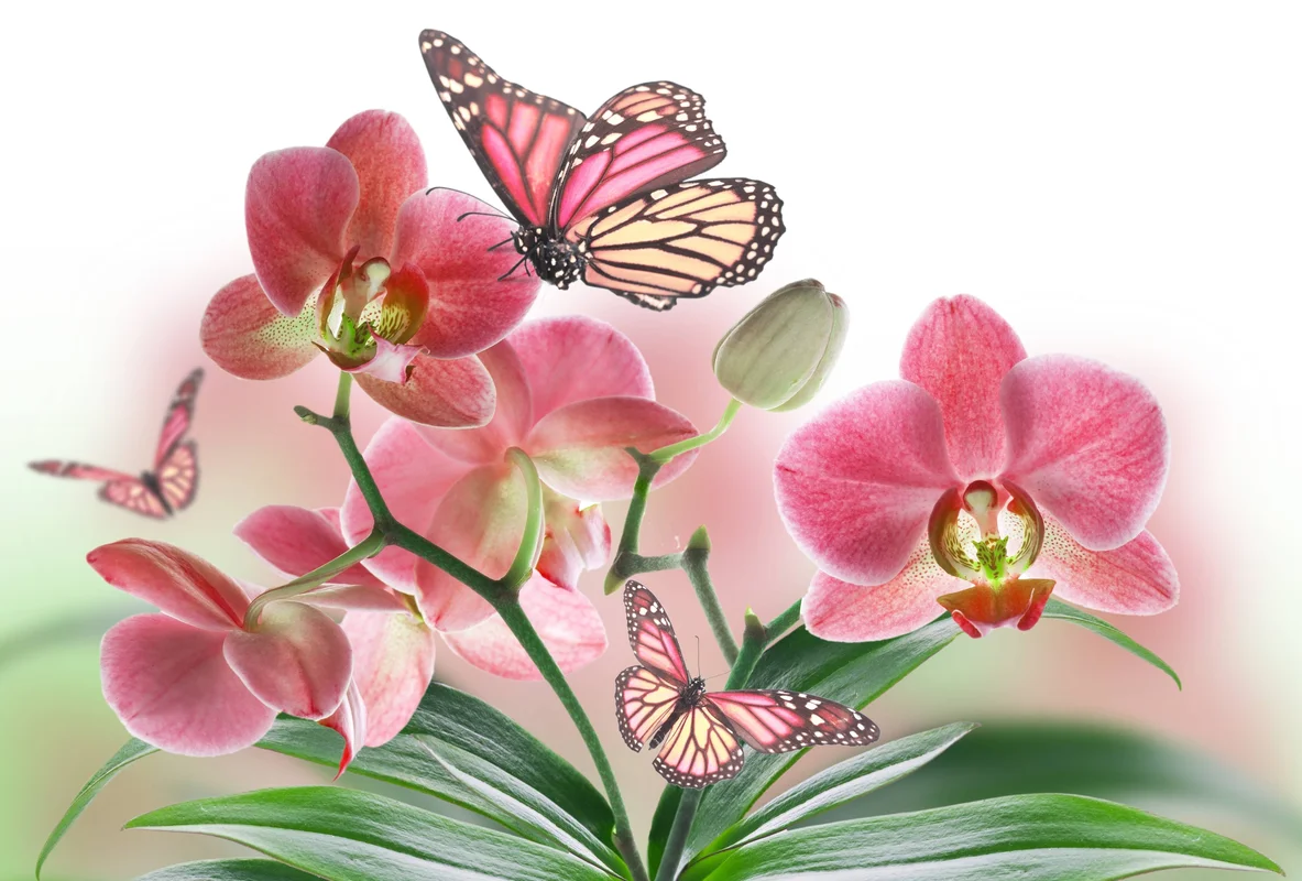 цветы, бабочки, бабочка, розовые, мягкое боке, белый фон
