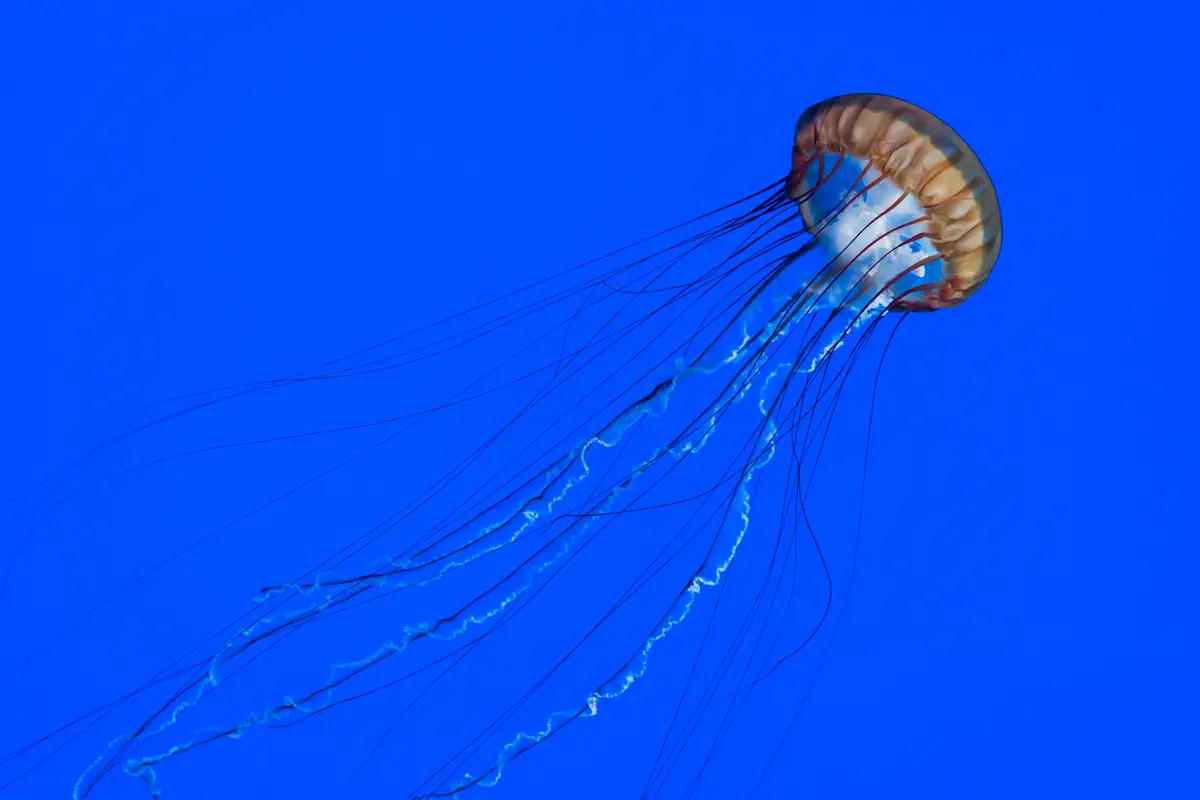 медуза, медузы, подводный мир, подводное царство, абстракция,синие