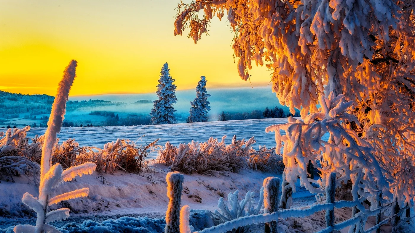 небо, поле, лес, снег, зима, деревья, кусты, забор, дорога, белые, жёлтые