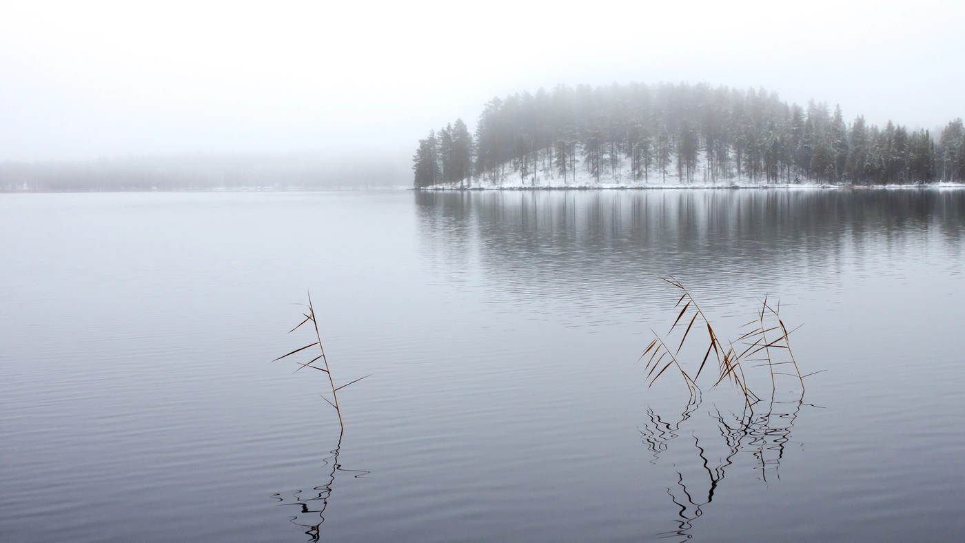 туман, озеро, лес, природа, пейзаж, белые, серые