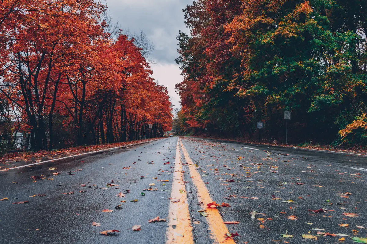 дождь, мокрый асфальт, осень, листья, дорога, трасса, деревья, оранжевые, серые, 
