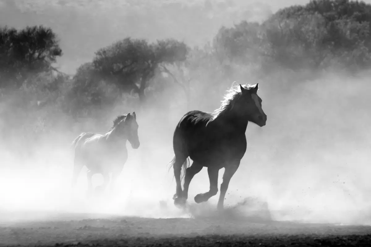 туман, лошадь, животные, бег, черно-белые, светлые, серые