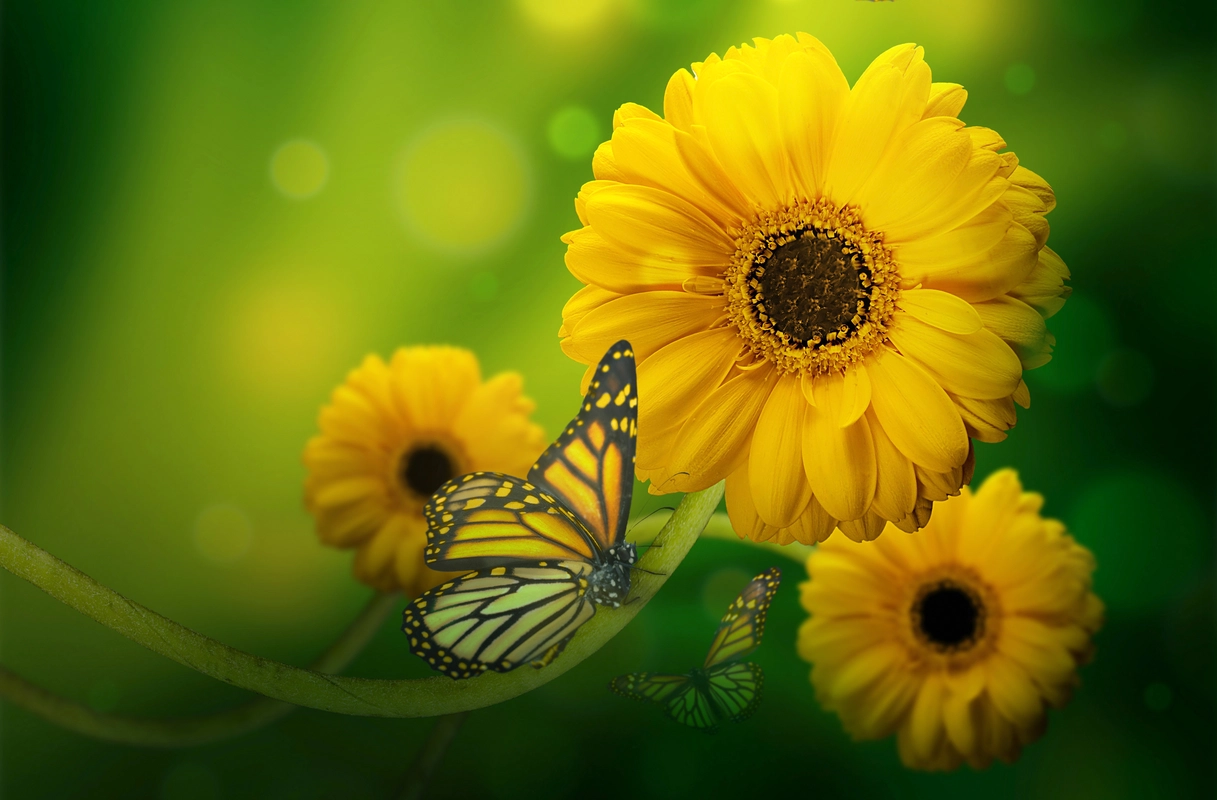 ромашка, цветы, бабочки, природа, зеленые ,черные, желтые