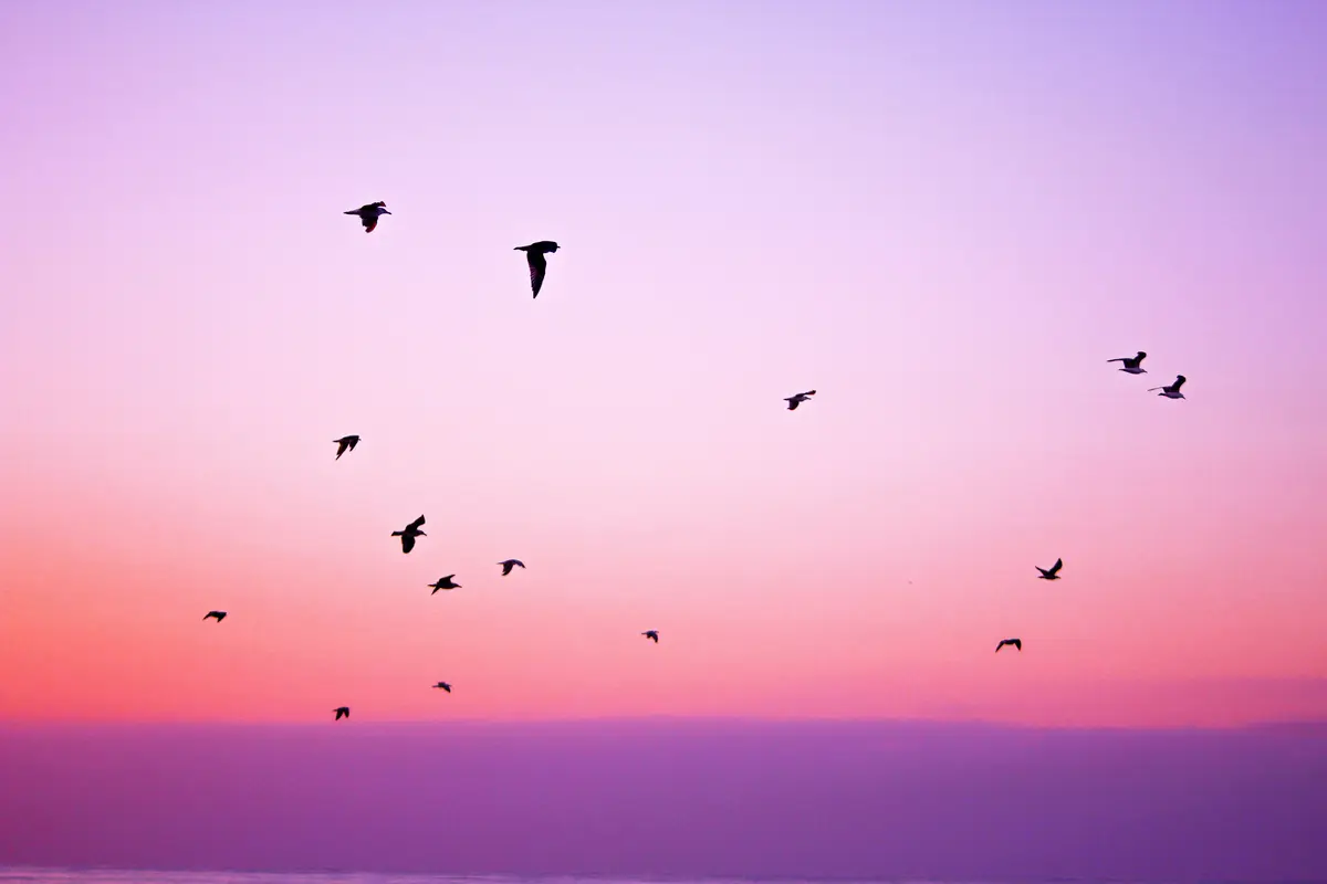 птицы, небо, зарево, розовые, фиалетовые