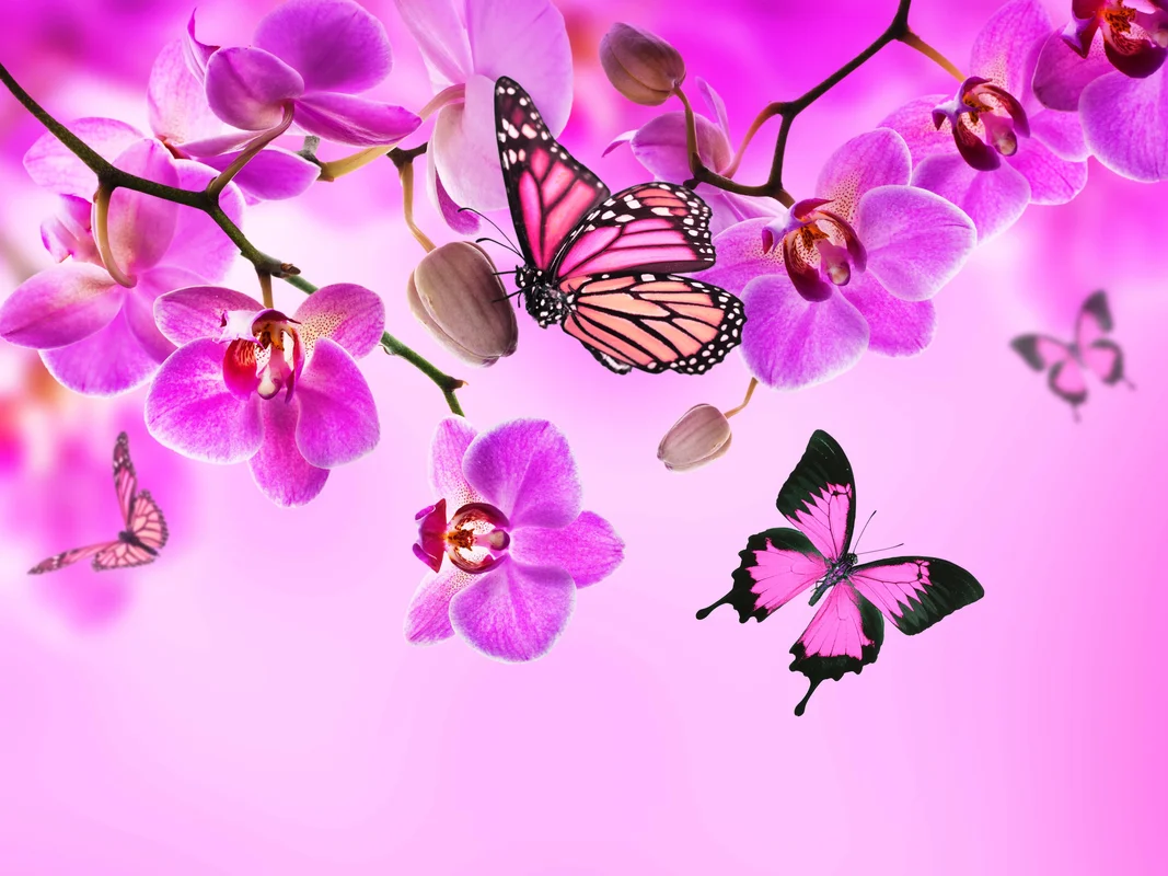 Орхидея, бабочки, розовые, фиолетовые, кустарник, цветы
