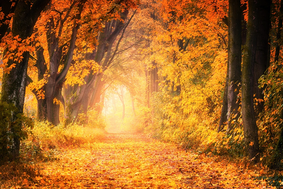 осень, золотая осень, желтый, желтые, оранжевый, оранжевые, коричневый, коричневые, дорога