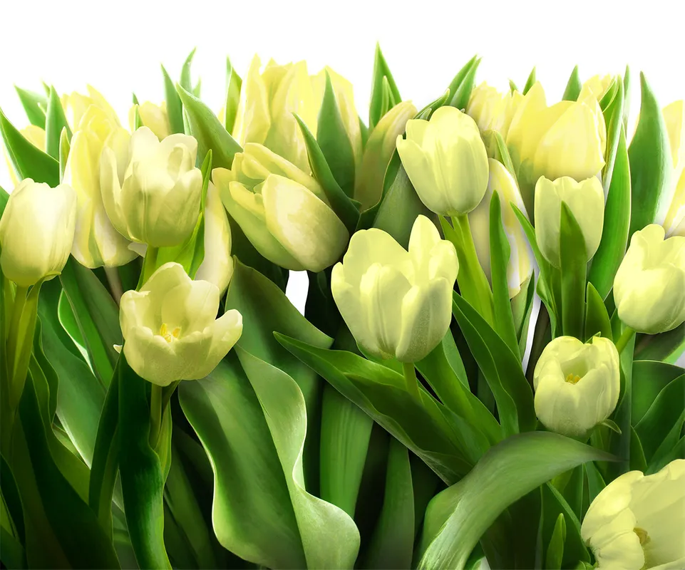 3d, 3д, тюльпаны, тюльпан, букет, газон, цветы, крупный план, зеленый, желтый