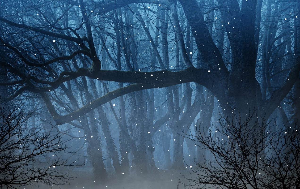 лес, ночь, природа, сказка, деревья, кустарники, черный, черные, синий, синие, огоньки, волшебство