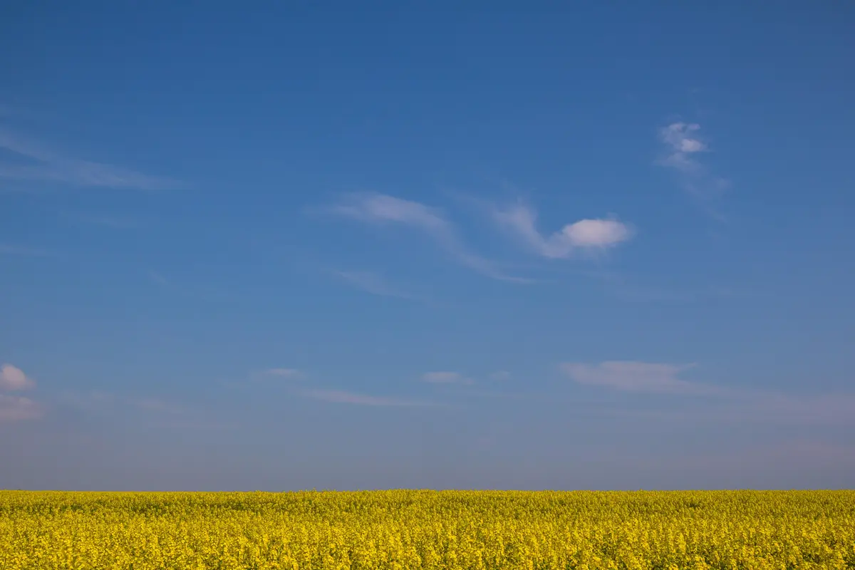 небо, облака, поле, горизонт, трава, голубые, жёлтые, белые, 