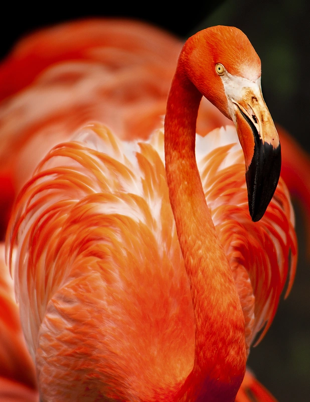 фламинго, розовый фламинго, птица, оранжевый, оранжевые, черный, черные