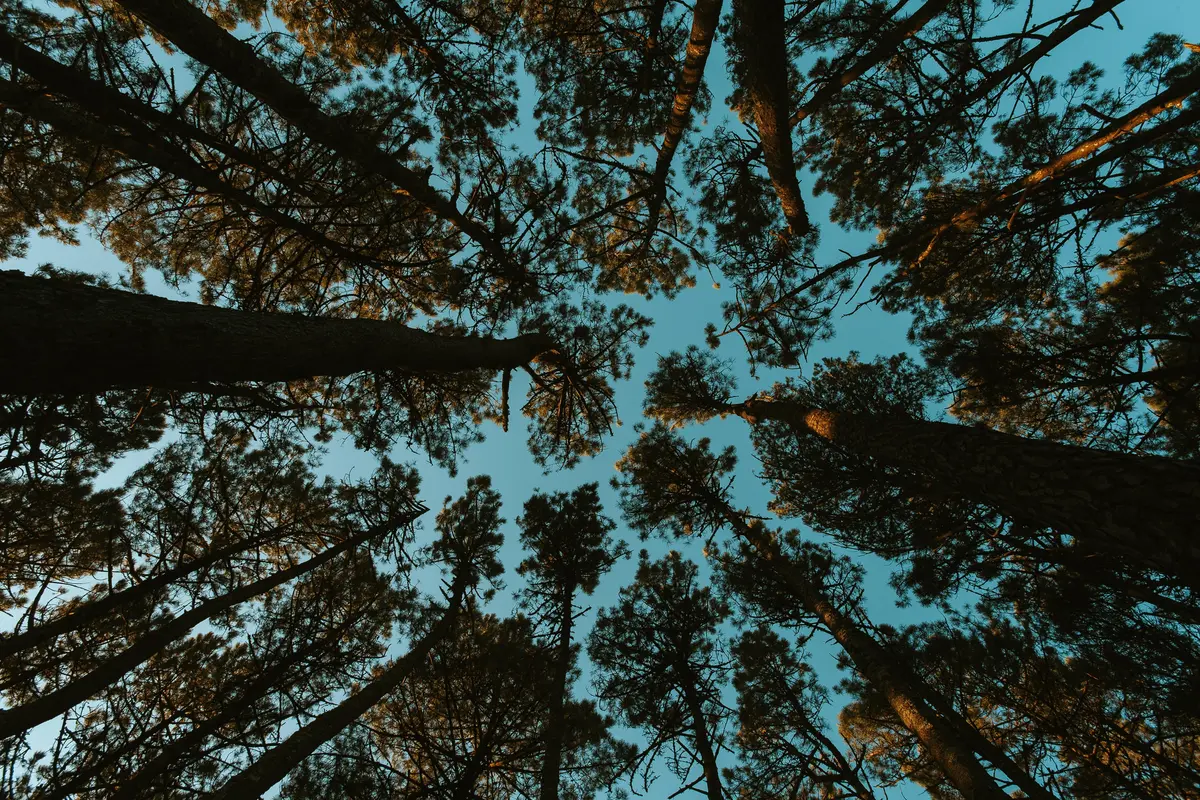 небо, деревья, лес, вид снизу, голубые, серые, коричневые, чёрные