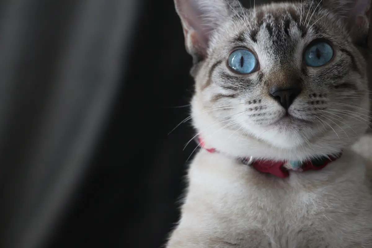 кошка, кот, животные, ошейник, голубые глаза, серые