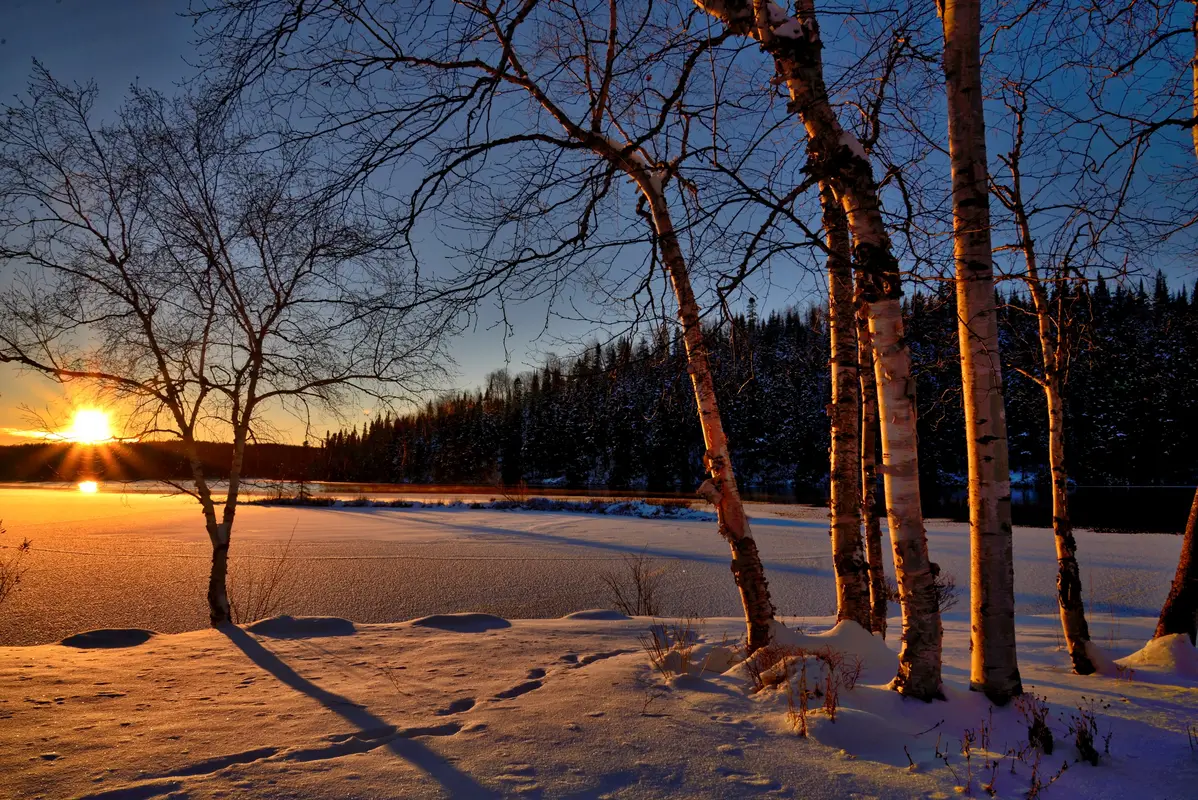 снег, зима, деревья, белый, коричневый, белые, коричневые, закат, природа, вечер